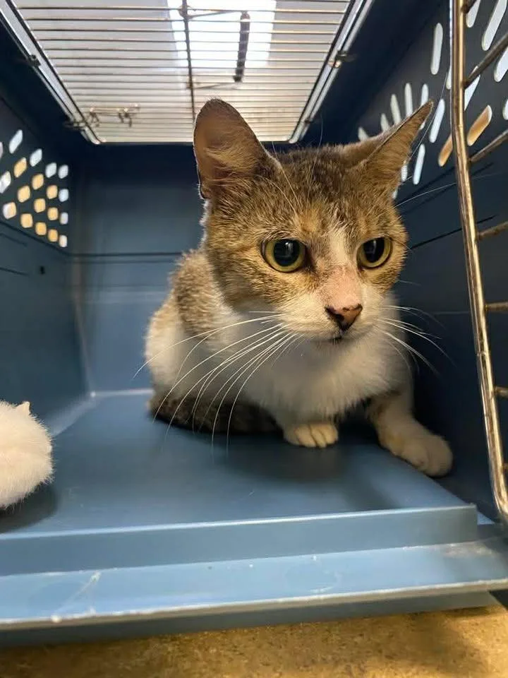 A young small-sized female Domestic Short Hair cat named Applejack for adoption in Ocala, FL