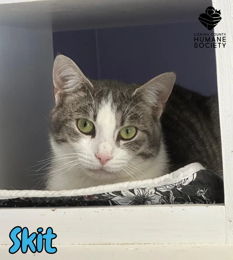 An adult medium-sized male Domestic Short Hair cat named Skit for adoption in Heath, OH