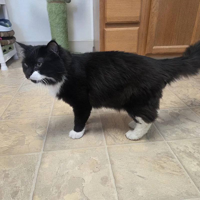 Binx