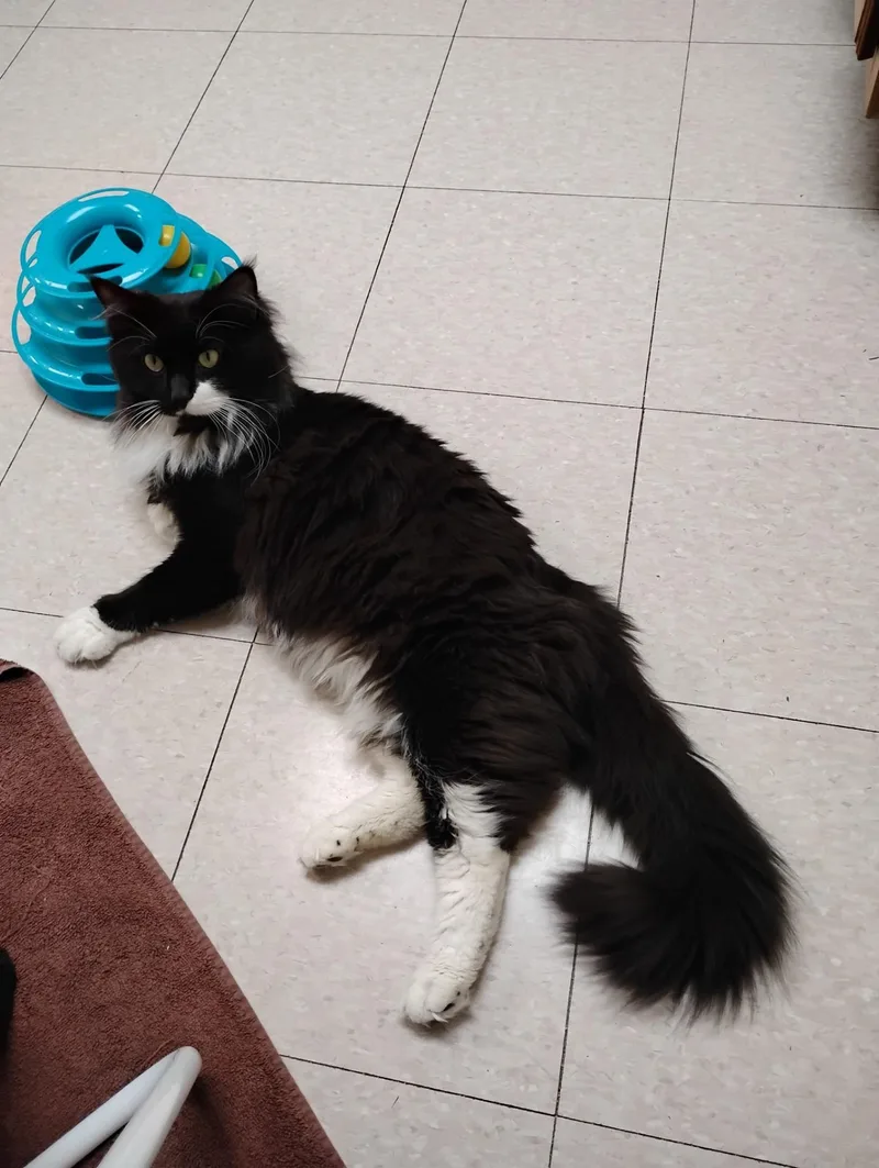 Binx thumbnail 2