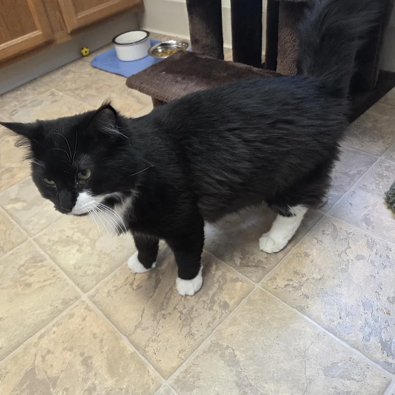 Binx thumbnail 3