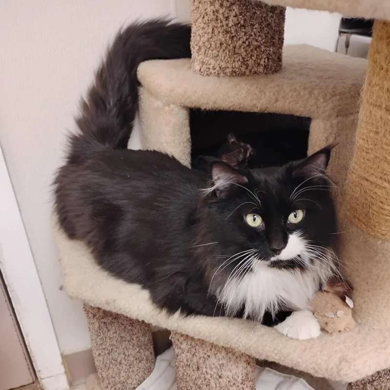 Binx thumbnail 4