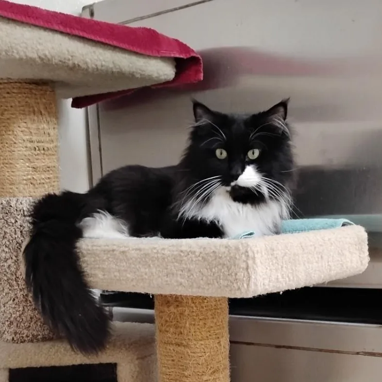 Binx thumbnail 5