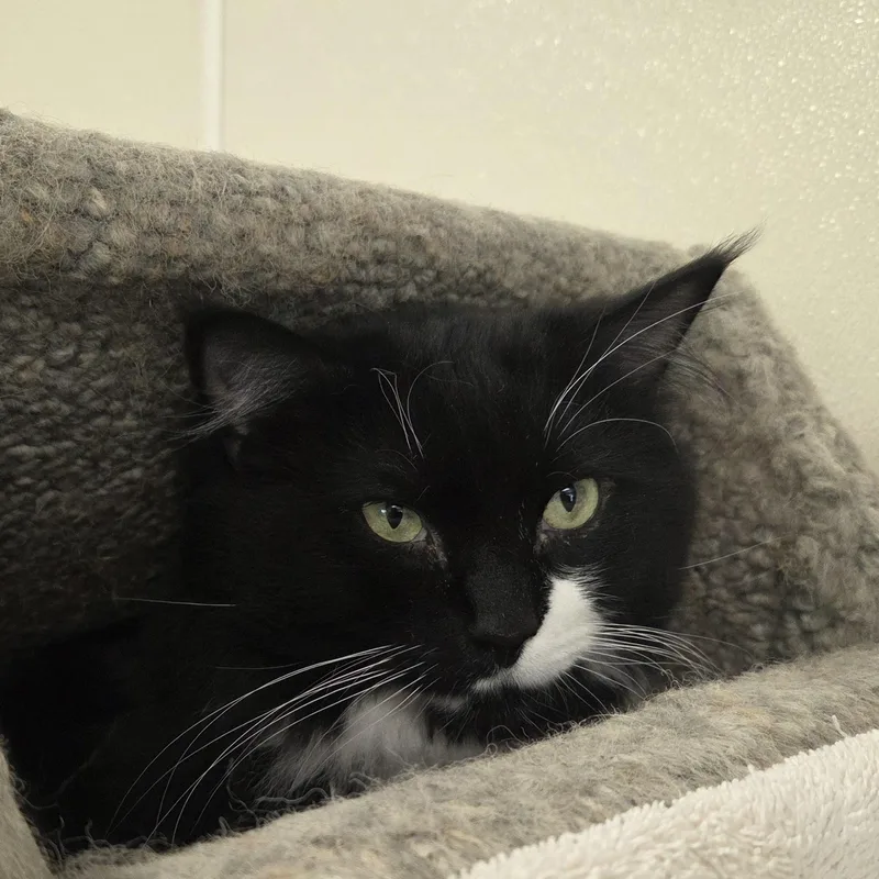 Binx thumbnail 6