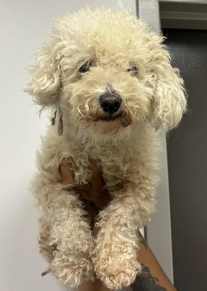 An adult small-sized female Poodle dog named Paloma for adoption in Los Angeles, CA