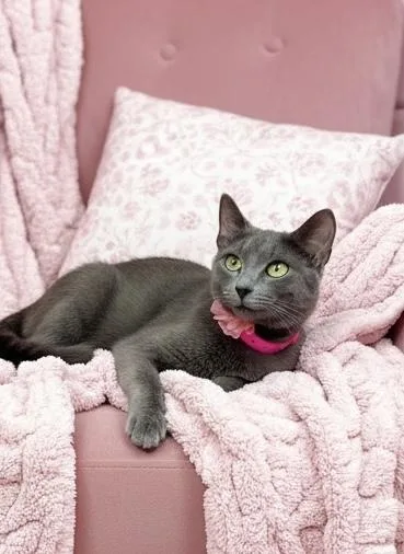 An adult large-sized female Russian Blue cat named Nola for adoption in Tavares, FL
