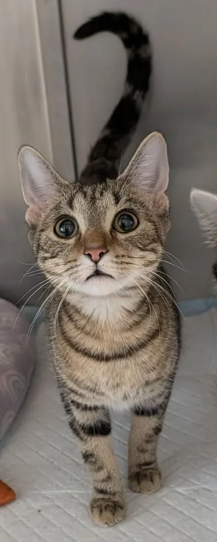 A young medium-sized female Tabby (Brown / Chocolate) Domestic Short Hair cat named Weeping Willow for adoption in Yorkville, IL
