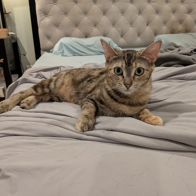 A young medium-sized female Calico Domestic Short Hair cat named Horsey for adoption in Playa Vista, CA