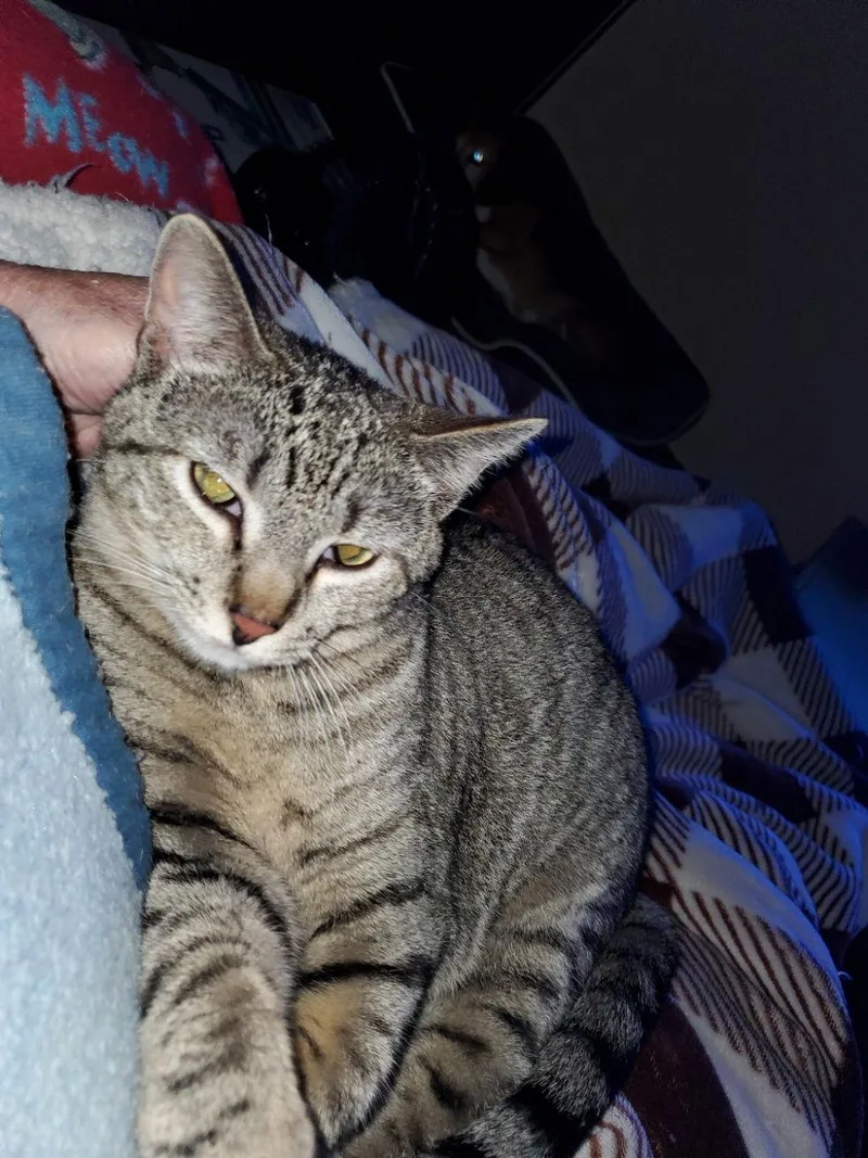 A young small-sized female Domestic Short Hair cat named Abby for adoption in O'Fallon, MO