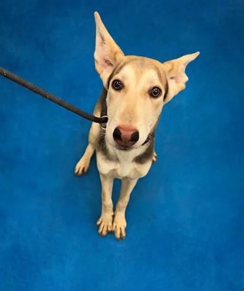 A young medium-sized male German Shepherd Dog dog named Farley for adoption in Peoria, IL
