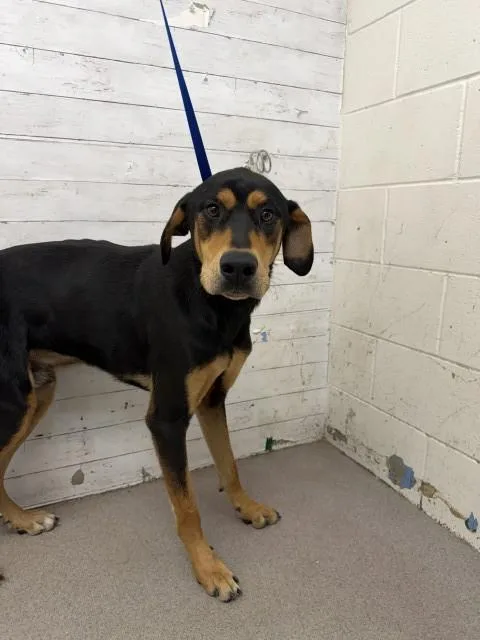 An adult large-sized male Rottweiler dog named Perseus for adoption in San Bernardino, CA
