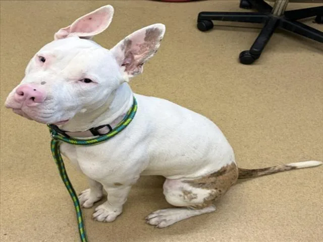 A young medium-sized female Pit Bull Terrier dog named Cookie Dough for adoption in Derwood, MD
