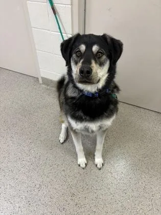 An adult large-sized male Husky dog named Hugo for adoption in Fishers, IN