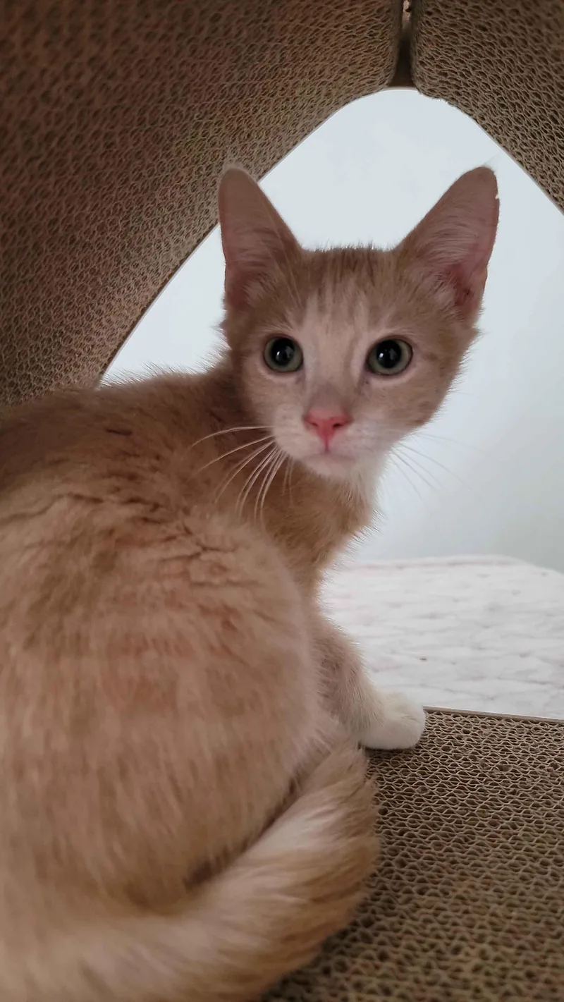 A baby small-sized male Tabby (Orange / Red) American Shorthair cat named Cashmere for adoption in Florham Park, NJ