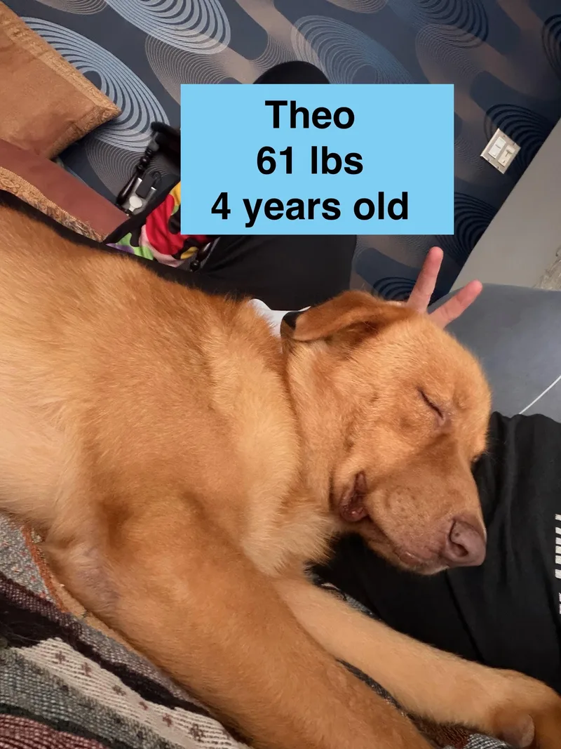 Theo thumbnail 2