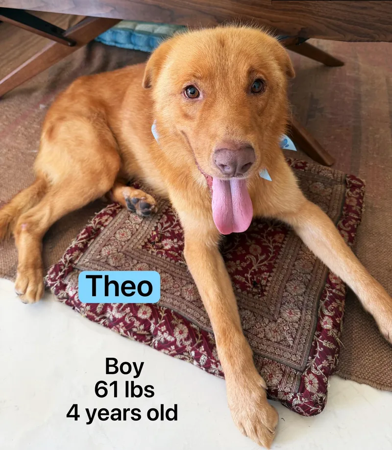 Theo thumbnail 4