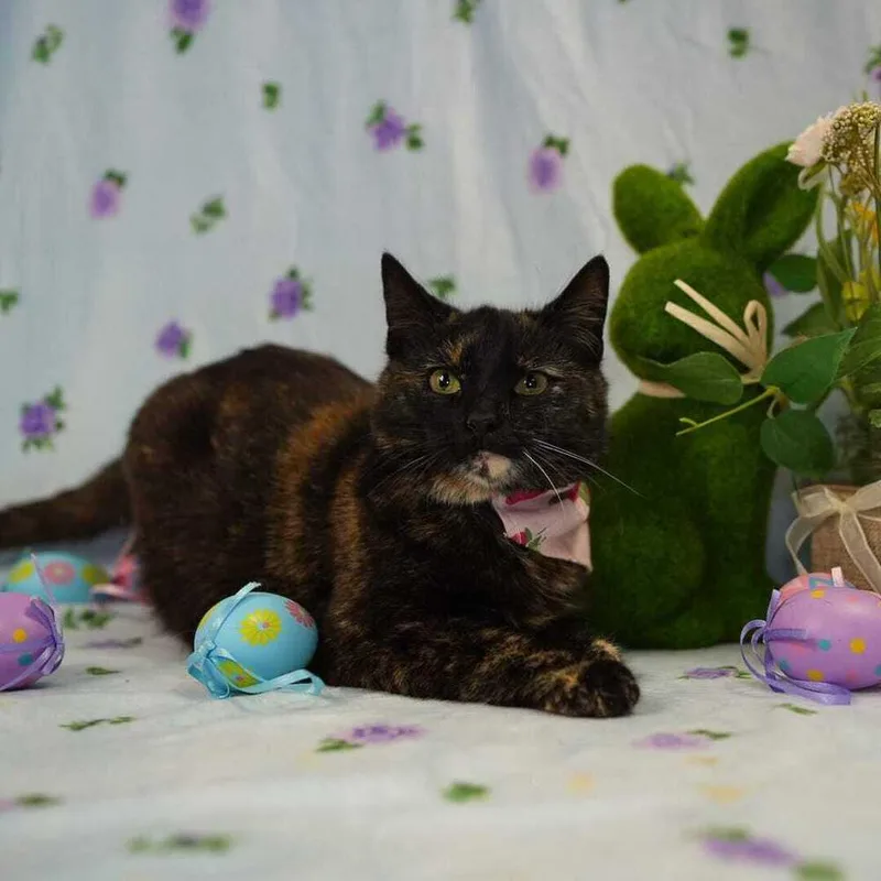 A young small-sized female Tortoiseshell Domestic Short Hair cat named Cera for adoption in Wheaton, IL