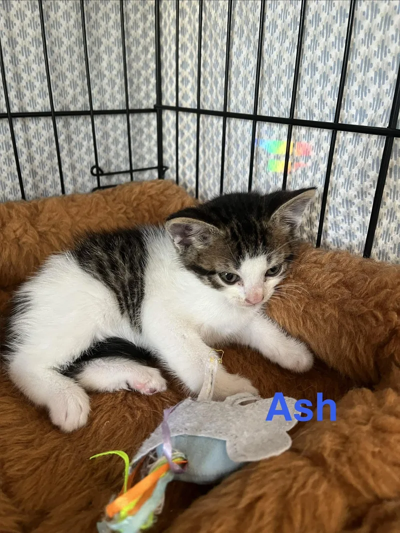 Ash thumbnail 2