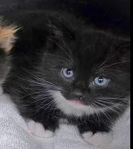 A baby small-sized male Black & White / Tuxedo Domestic Short Hair cat named Kai for adoption in Wilmington, NC