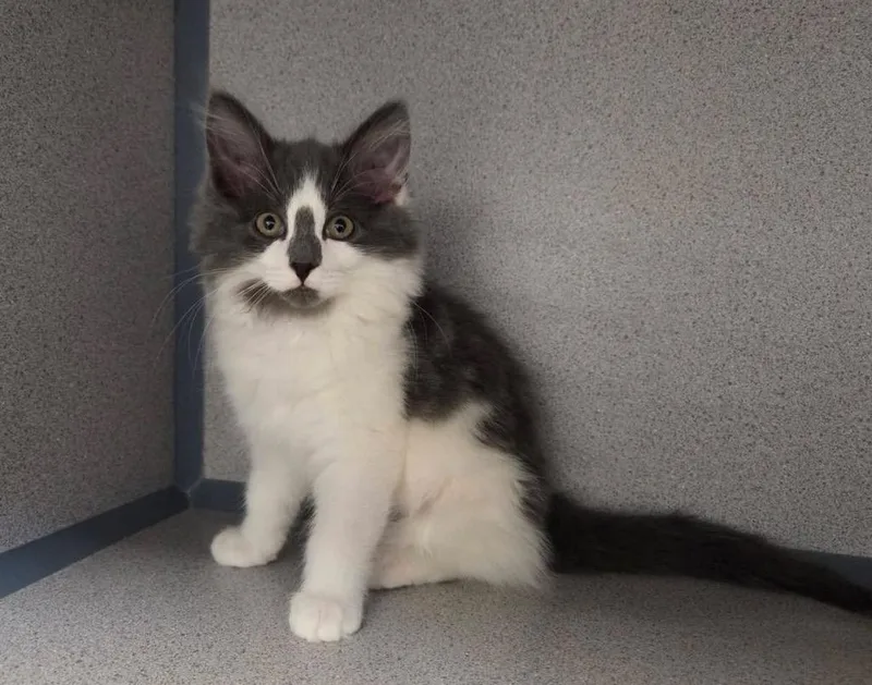 A baby small-sized female Domestic Short Hair cat named Buttercup for adoption in Liverpool, NY