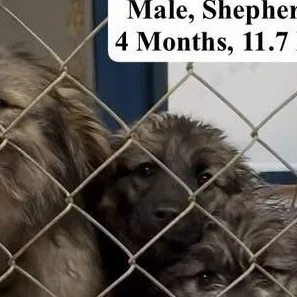 A baby medium-sized male Shepherd dog named Vector for adoption in Blue Springs, MO