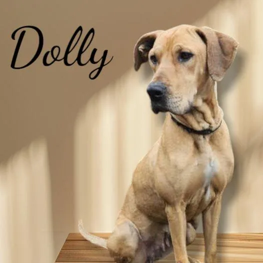 Dolly thumbnail 2