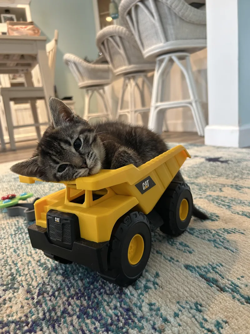 A baby small-sized female Tabby (Leopard / Spotted) Domestic Short Hair cat named Munchkin for adoption in Warminster, PA