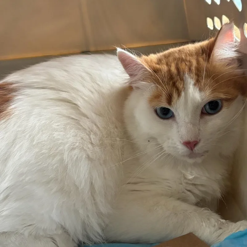 A young small-sized male White Domestic Medium Hair cat named Angel for adoption in Pacific Palisades, CA