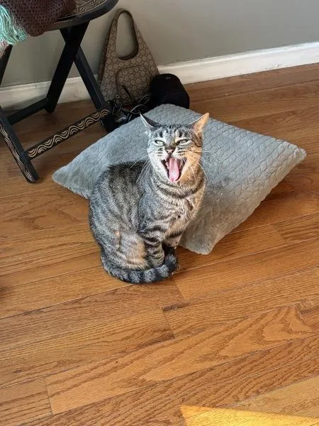 A young medium-sized female Domestic Short Hair cat named Parker for adoption in Ridgewood, NY