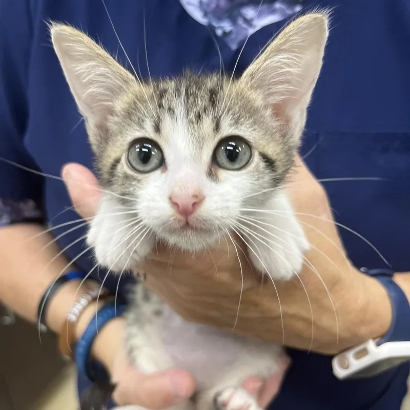 A baby small-sized female Brown / Chocolate Domestic Short Hair cat named Queso for adoption in Marshall, VA