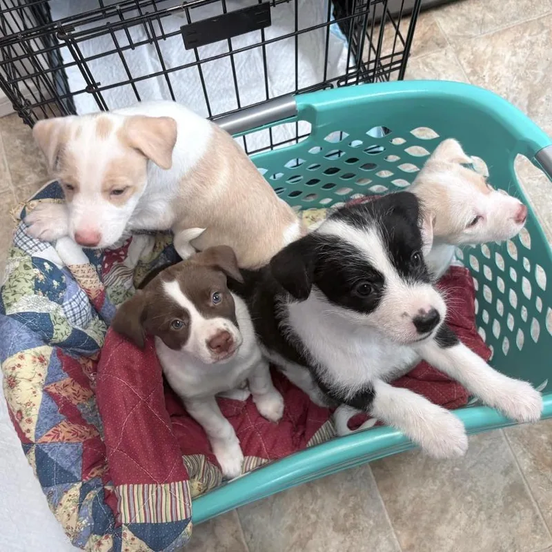 A baby small-sized female White / Cream Retriever dog named Betty for adoption in Boerne, TX