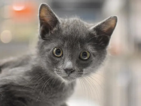 A baby small-sized male Domestic Short Hair cat named Gray Joy for adoption in Portland, OR