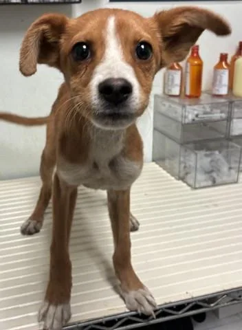 A young medium-sized male Shepherd dog named Stevie for adoption in Bakersfield, CA