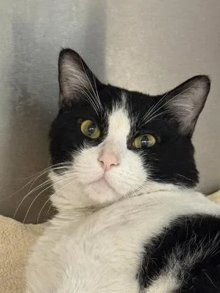 An adult medium-sized male Domestic Short Hair cat named Hobbles for adoption in West Chester, PA