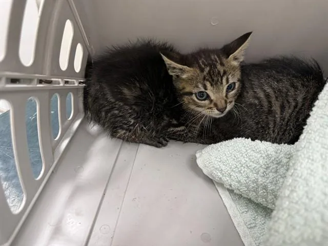 A baby small-sized male Domestic Short Hair cat named Raphael for adoption in Garland, TX