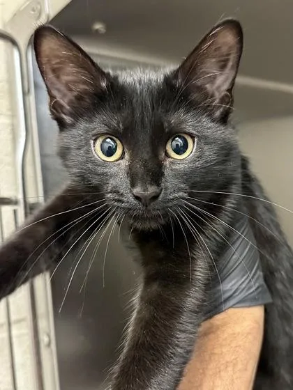 A baby medium-sized female Black Domestic Short Hair cat named Fruit Snack for adoption in Wichita, KS