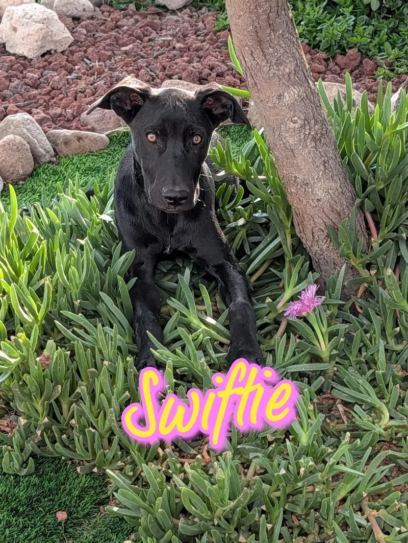 A young medium-sized female Black Mixed Breed dog named Swiftie for adoption in Golden , CO