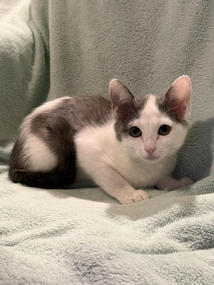 A baby small-sized female Gray & White Domestic Short Hair cat named Blossom for adoption in Wellington, FL