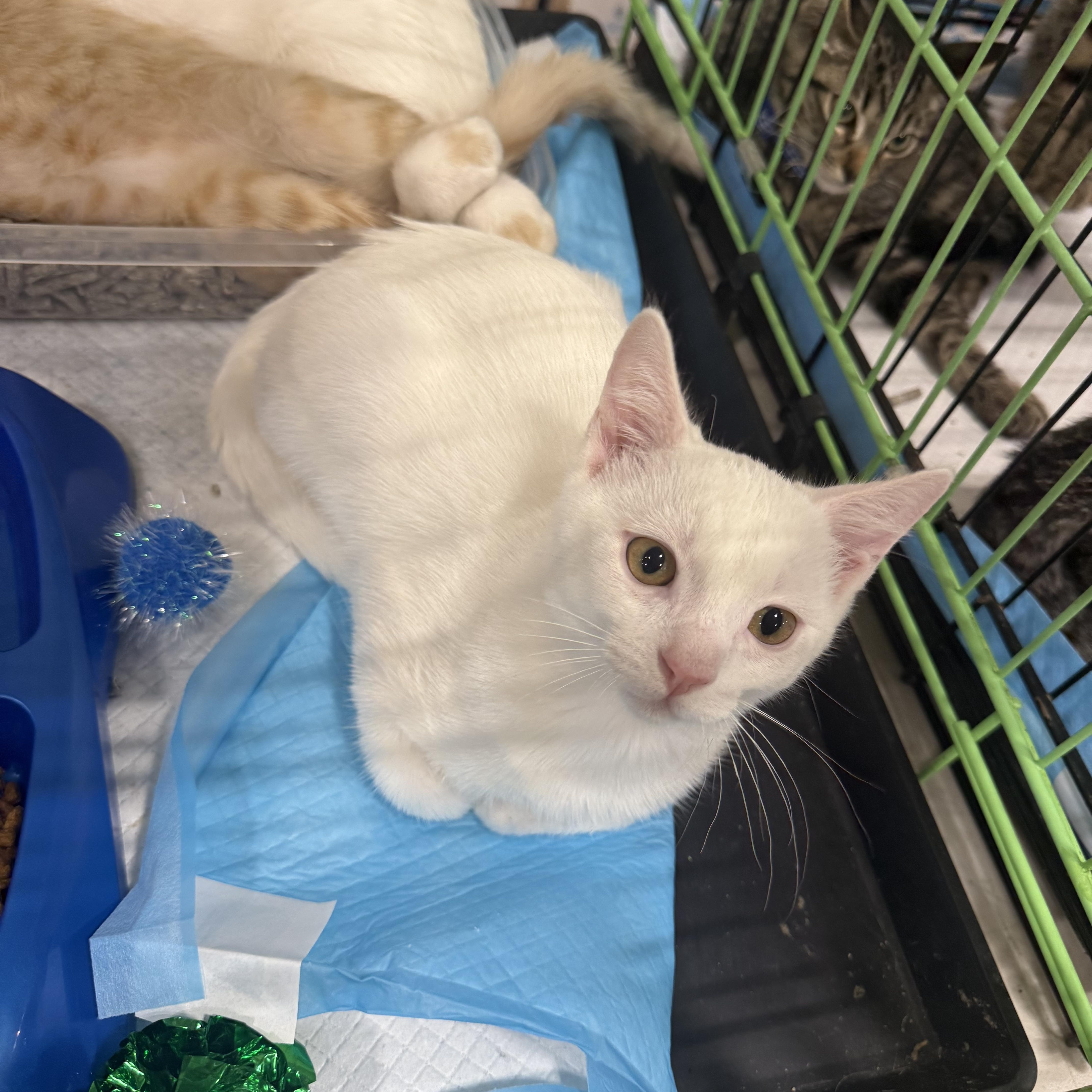A baby medium-sized male White Turkish Van cat named Georgie for adoption in Fresno, CA