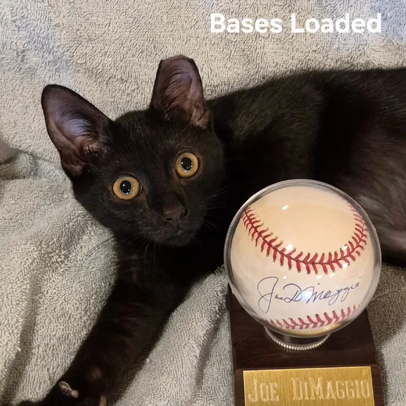 A baby small-sized female Black Domestic Short Hair cat named Bases Loaded for adoption in Matteson, IL