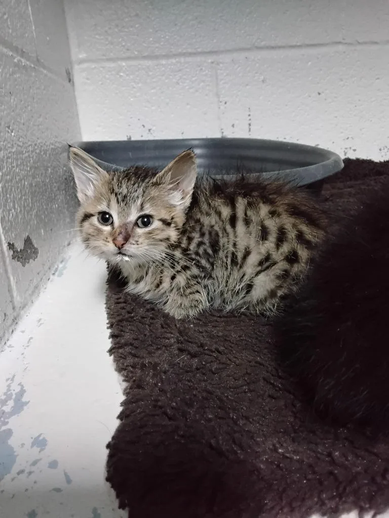 A baby small-sized female Domestic Short Hair cat named Misha for adoption in Ada, OK