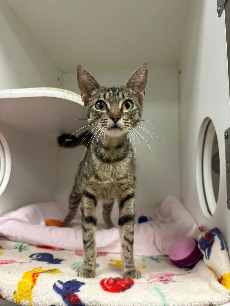 A young medium-sized female Domestic Short Hair cat named Kippy for adoption in Johnson City, TN