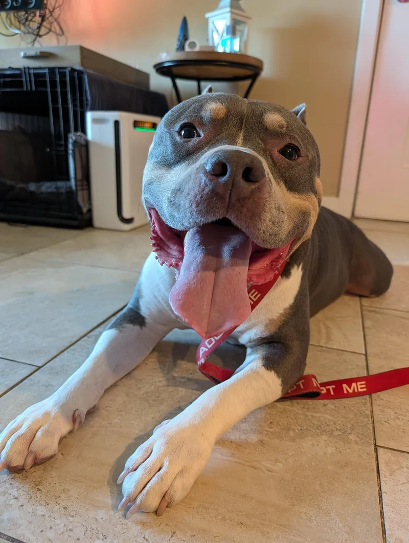 An adult large-sized male Gray / Blue / Silver Pit Bull Terrier dog named Wally for adoption in Dillsburg, PA