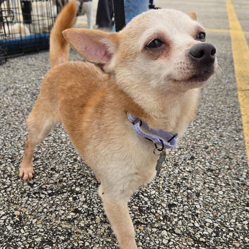 An adult small-sized male Yellow / Tan / Blond / Fawn Chihuahua dog named Gouda for adoption in Hudson, IL