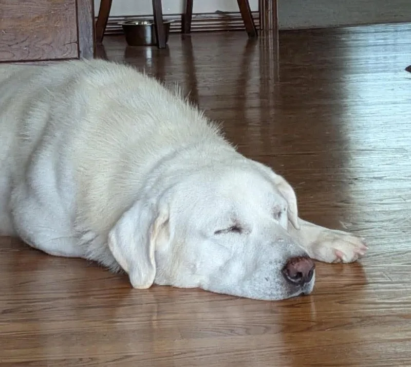 An adult large-sized male Great Pyrenees dog named Boone for adoption in Kiowa, OK
