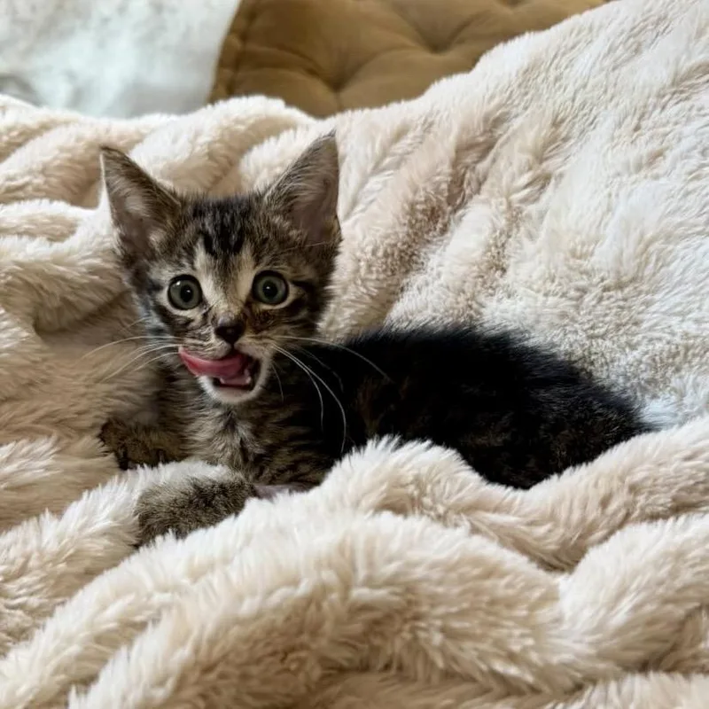 A baby small-sized male Brown / Chocolate Domestic Short Hair cat named Leytonstone for adoption in Austin, TX
