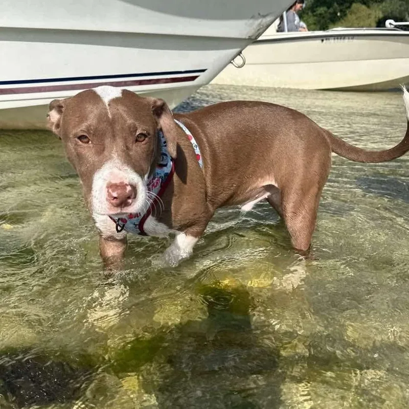 A young medium-sized male Red / Chestnut / Orange American Staffordshire Terrier dog named Rain for adoption in Melbourne , FL