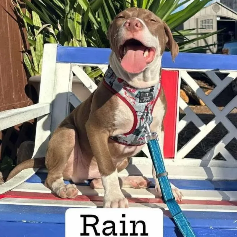 Rain thumbnail 4