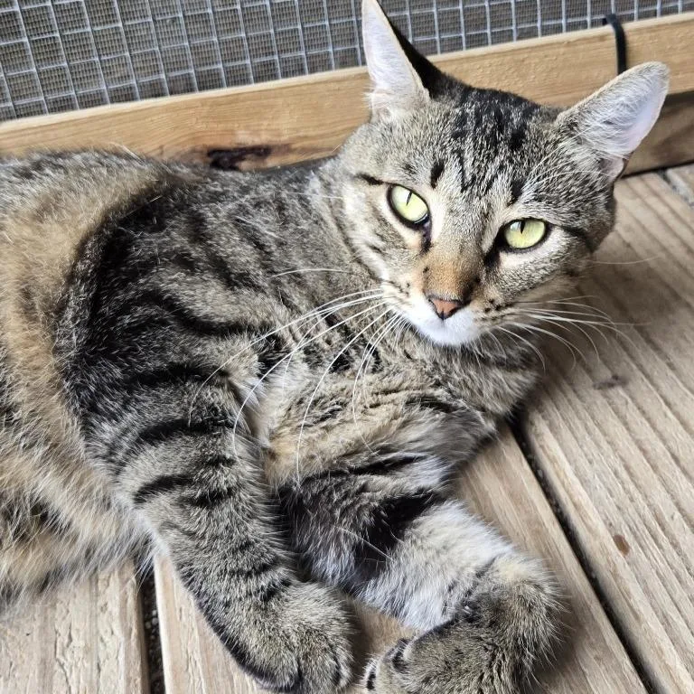 A young medium-sized female Brown / Chocolate Domestic Short Hair cat named Rummy for adoption in Concord, NH