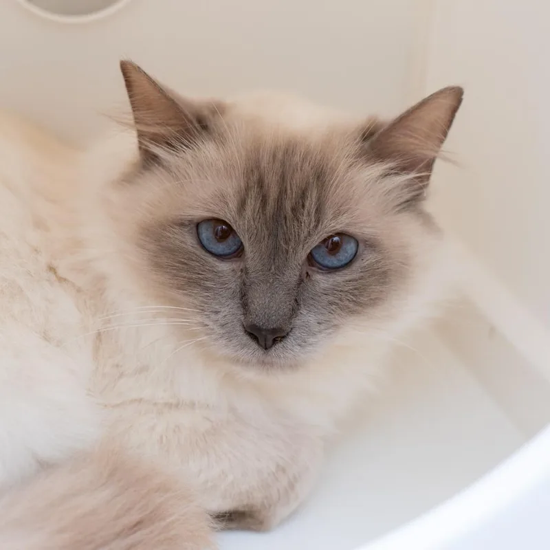 A senior medium-sized female Lilac Point Siamese cat named Tina for adoption in New York, NY